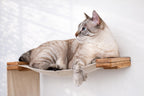 The Play - A Cat Play Wall System