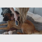 Two-Sided Pet Brush – Bristle & Wire for Shedding & Detangling