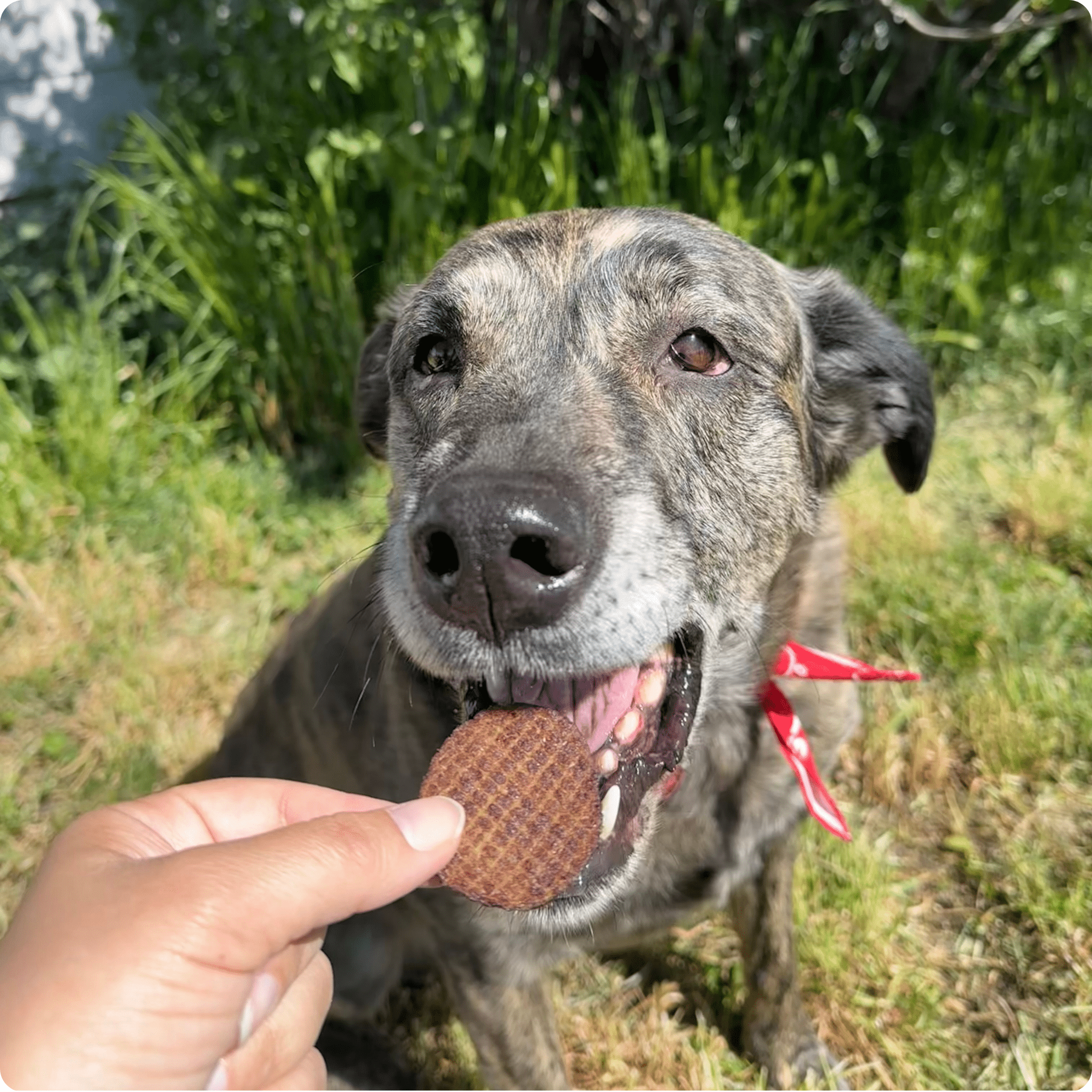 Beef Chips Pet Treats | Single-Ingredient Healthy Treats for Pets