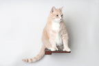 Cat Climbing Shelf
